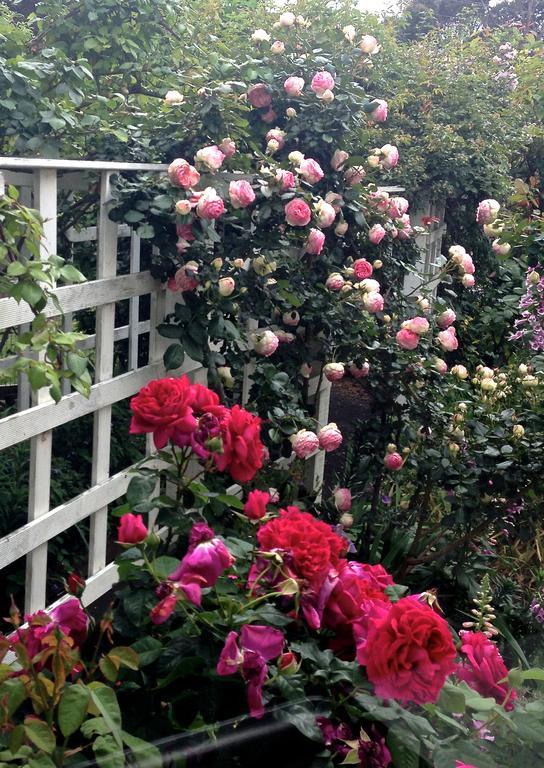 Bed Of Roses Villa Apollo Bay Bagian luar foto