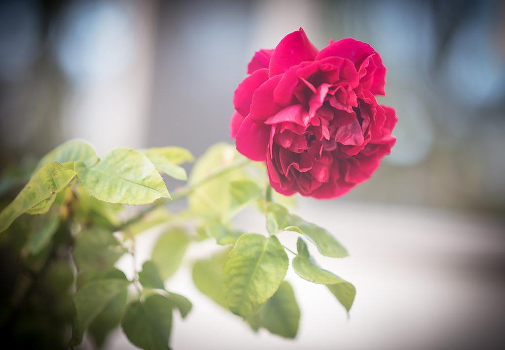 Bed Of Roses Villa Apollo Bay Bagian luar foto